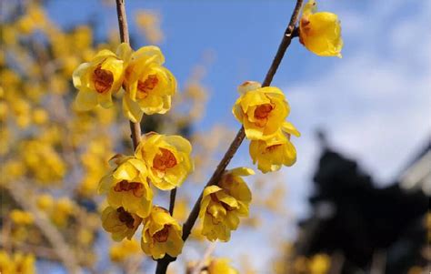 腊梅|蜡梅 Chimonanthus praecox